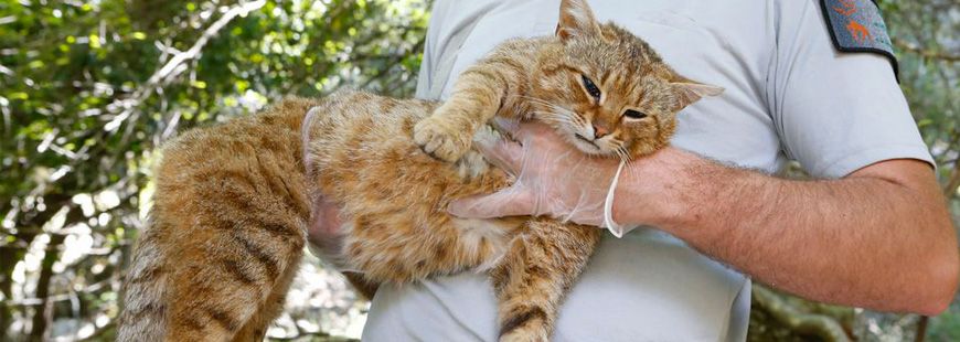 Qu Est Ce Que Le Chat Renard Cette Nouvelle Espece Corse