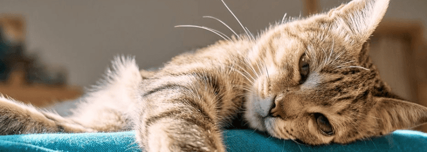 Chat tigré allongé