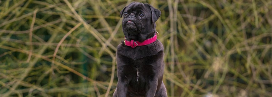 Bouledogues Et Carlins Des Chiens à La Santé Fragile