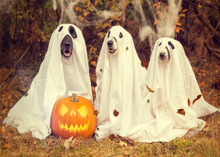 chiens-fantômes-halloween