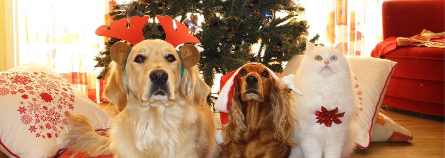 Les Cadeaux De Noel Les Plus Insolites Pour Chats Et Chiens