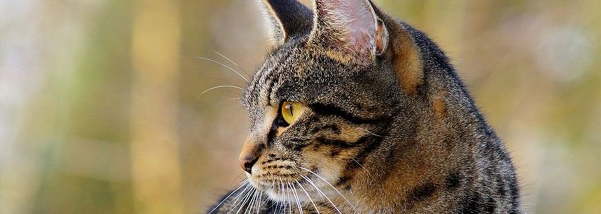 Le Chat Aux Yeux Brides Est Le Plus Repandu Dans Le Monde