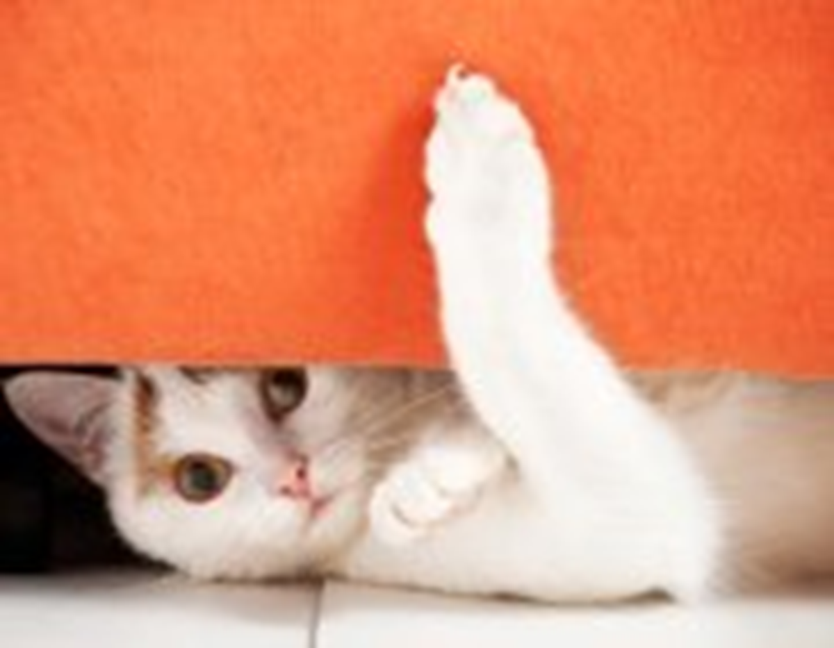 Assurance Animaux Les Chats Doivent Montrer Patte Blanche