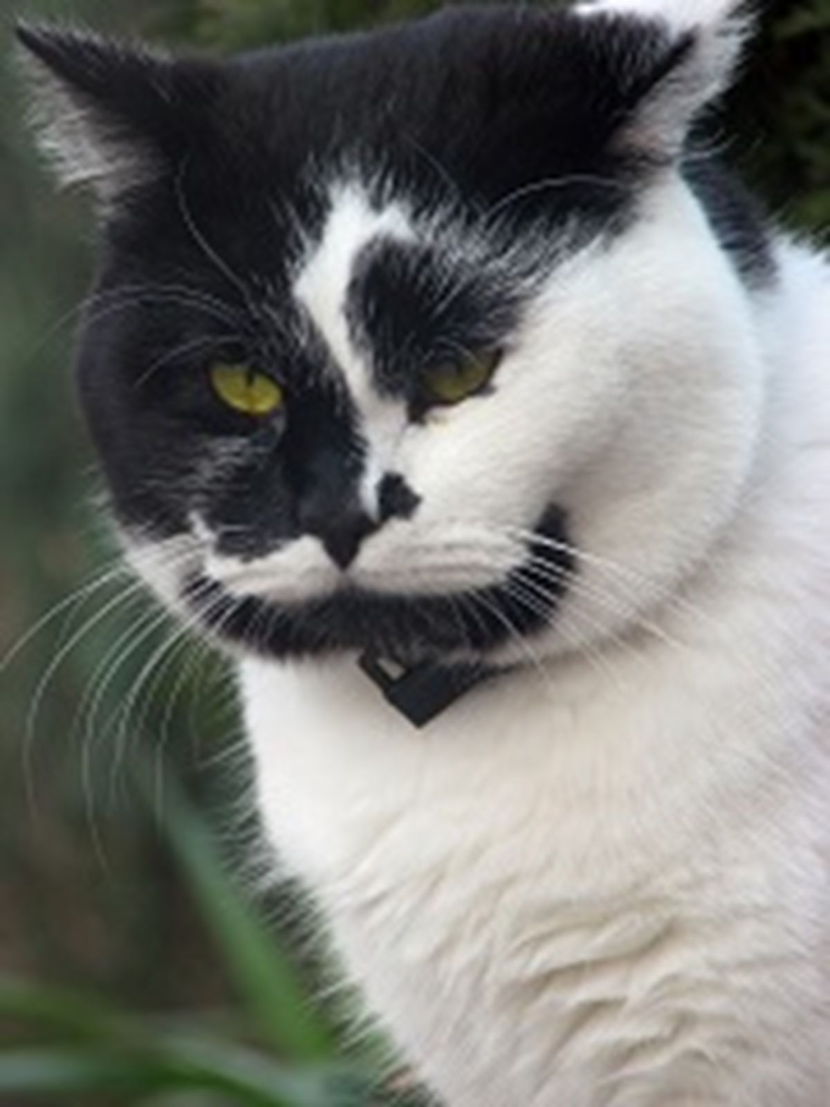 Gros Chat Comment Le Mettre Au Regime